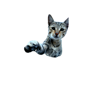 A Curious Tabby Cat Extends Its Paw Playfully On A Sunny Day Outdoors. 15465 - Cat PNG image with transparent background
